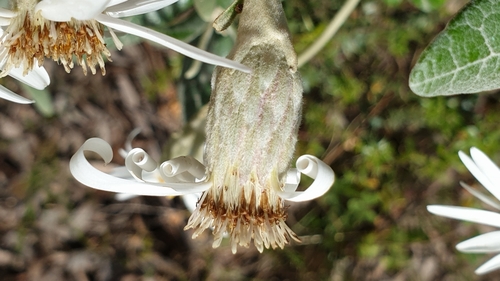 Image of Olearia pannosa by (c) Rosalie Lawrence, some rights reserved (CC BY)