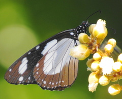 Amauris ochlea ochlea