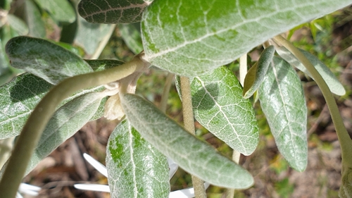Image of Olearia pannosa by (c) Rosalie Lawrence, some rights reserved (CC BY)