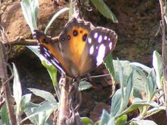 Paralethe dendrophilus junodi