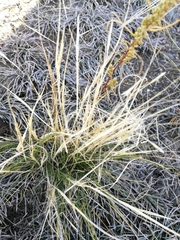 Stipa glareosa