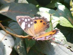 Paralethe dendrophilus junodi