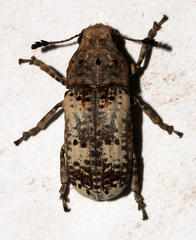 Phloeobiopsis plagifera