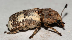 Phloeobiopsis plagifera