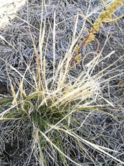 Stipa glareosa