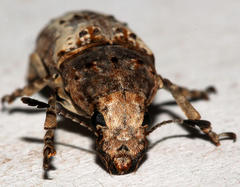 Phloeobiopsis plagifera