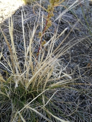 Stipa glareosa