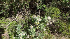Olearia pannosa