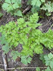 Anthriscus sylvestris