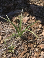 Toxicoscordion paniculatum