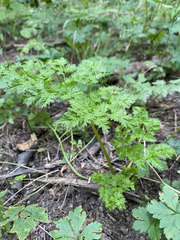 Anthriscus sylvestris