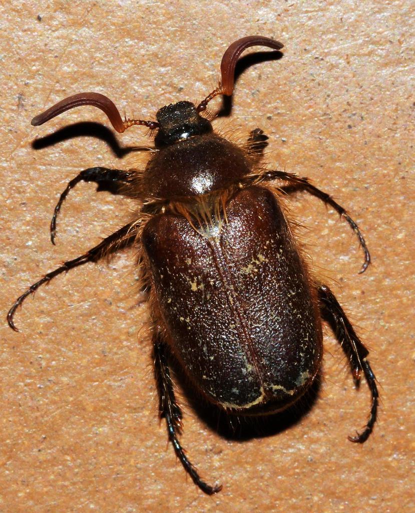 Tanyproctini