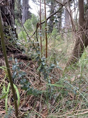 Olearia myrsinoides