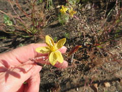Cyanella lutea lutea