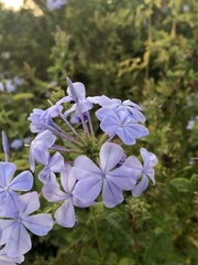 Plumbago auriculata
