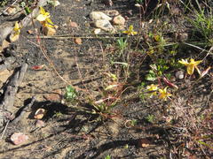Cyanella lutea lutea