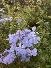 Plumbago auriculata