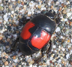 Spilodiscus sellatus