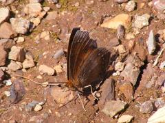 Catacroptera cloanthe cloanthe