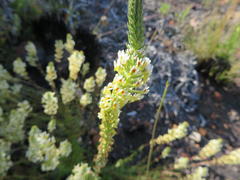 Hebenstretia parviflora