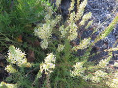 Hebenstretia parviflora