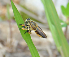 Megaphorus laphroides