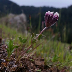 Trifolium dichotomum