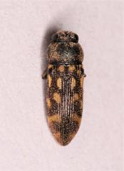 Acmaeodera signifera varicolor