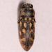 Acmaeodera signifera varicolor - Photo (c) riana60,  זכויות יוצרים חלקיות (CC BY-NC), הועלה על ידי riana60