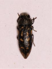 Acmaeodera signifera varicolor