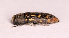 Acmaeodera signifera varicolor