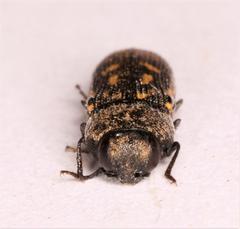 Acmaeodera signifera varicolor