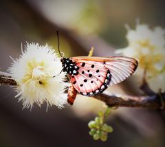 Acraea neobule neobule