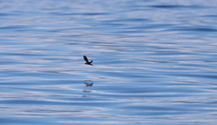 Hydrobates monorhis