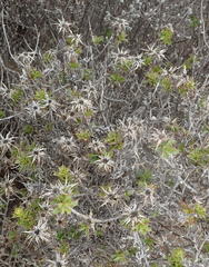 Cullumia setosa setosa