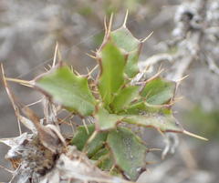 Cullumia setosa setosa