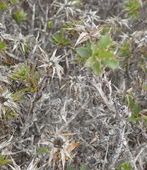 Cullumia setosa setosa