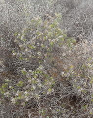 Cullumia setosa setosa