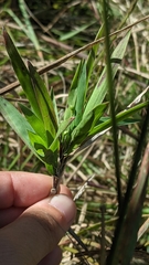 Dichanthelium scribnerianum