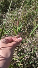 Dichanthelium scribnerianum