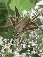 Atalopedes campestris