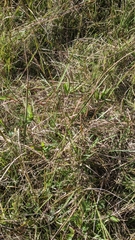 Dichanthelium scribnerianum