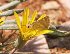 Platygnathia