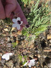 Pelargonium tricolor