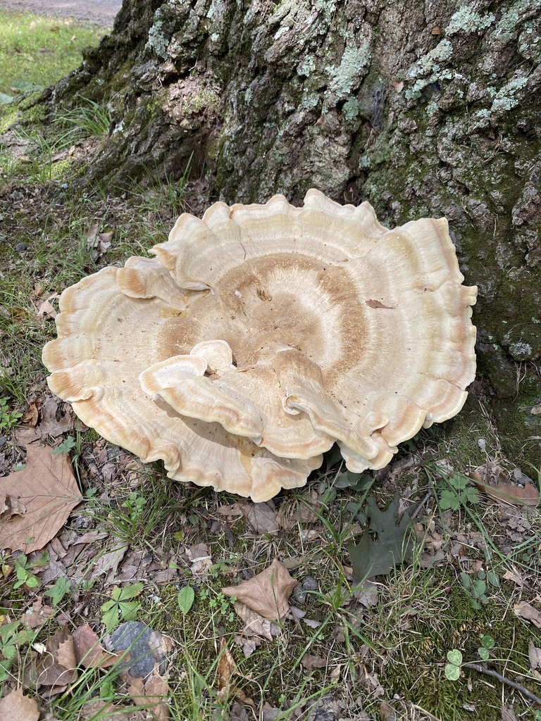 Berkeley's Polypore from Lower Mountain Rd, New Hope, PA, US on August ...