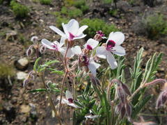 Pelargonium tricolor