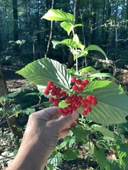 Viburnum wrightii
