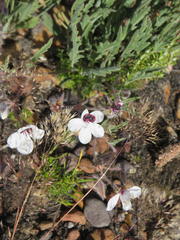 Pelargonium tricolor