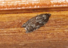Acleris celiana