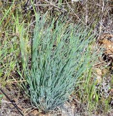 Gethyllis campanulata